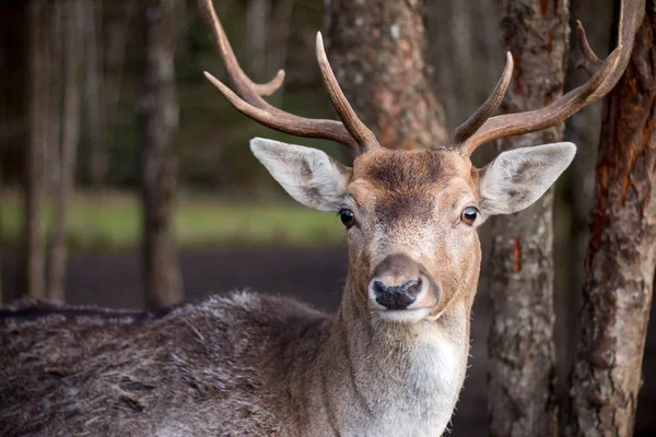 Beautiful Deer Forest Background — Stok fotoğraf