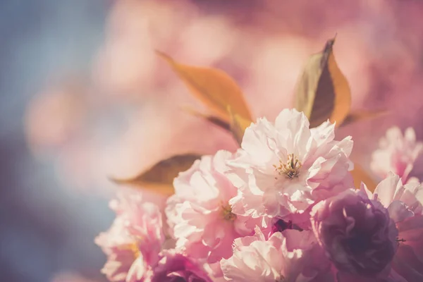 Blisko Zdjęcie Różowych Kwitnących Kwiatów Wiśni — Zdjęcie stockowe