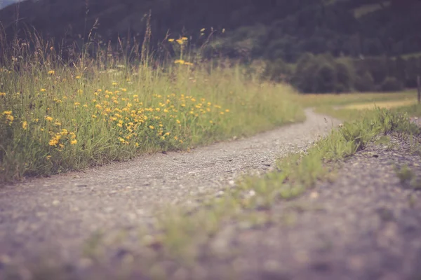 Wunderschöne Landschaft Mit Blumen Und Bäumen — Stockfoto