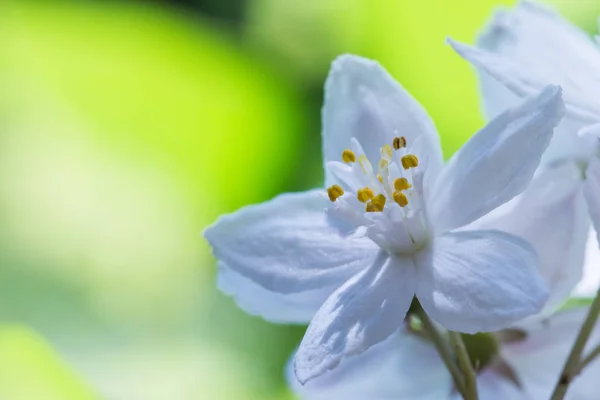 Güzel Beyaz Arka Plan Üzerinde Çiçek — Stok fotoğraf