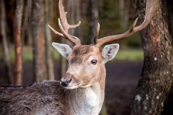 Beautiful Deer Forest Background — Stok fotoğraf