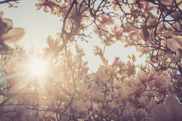 Blooming Magnolia Tree Spring Pink Beautiful Blossoms — Stock Photo, Image