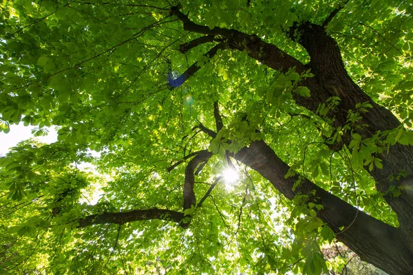 Zelené Listí Stromě Lese — Stock fotografie