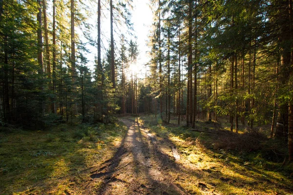 Pôr Sol Mágico Raios Sol Floresta — Fotografia de Stock