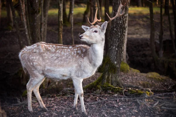 Beautiful Deer Forest Background — Stok fotoğraf