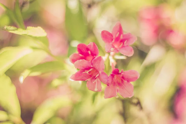 beautiful pink flowers on  background