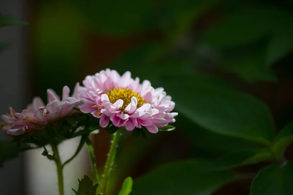 Gyönyörű Rózsaszín Virágok Háttérben Közelről — Stock Fotó