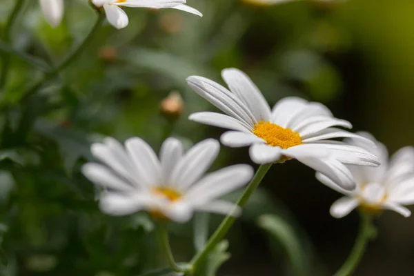 Fleurs Marguerite Blanches Sur Fond Vert — Photo
