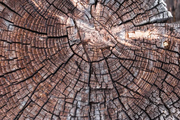 Cracked Pine Tree Trunk Cross Section — Stock Photo, Image