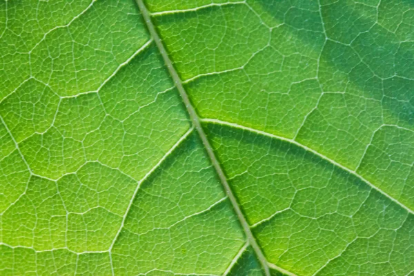 Green Leaf Background Close — Stock Photo, Image