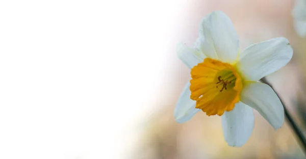 Krásný Jarní Květina Pozadí — Stock fotografie