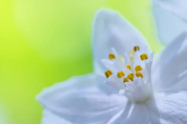 Piękny Biały Kwiat Tle — Zdjęcie stockowe