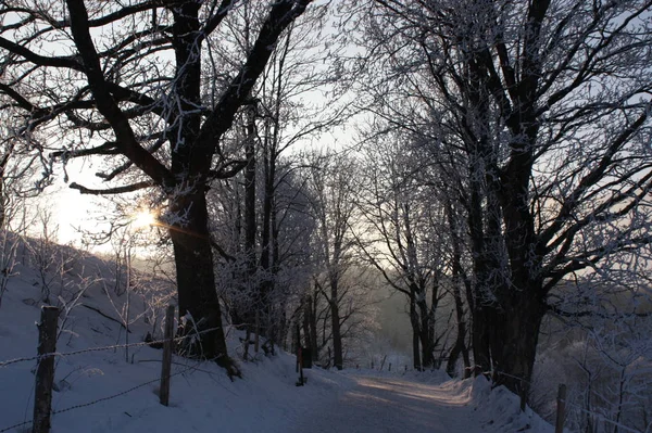 Мальовничий Зимовий Пейзаж Голими Сніговими Деревами — стокове фото