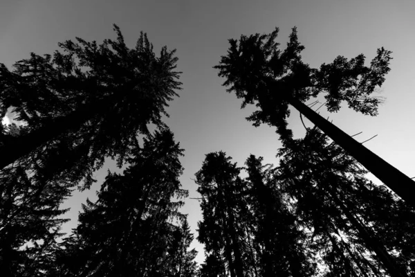 Çam Ağaçları Kış Zaman — Stok fotoğraf