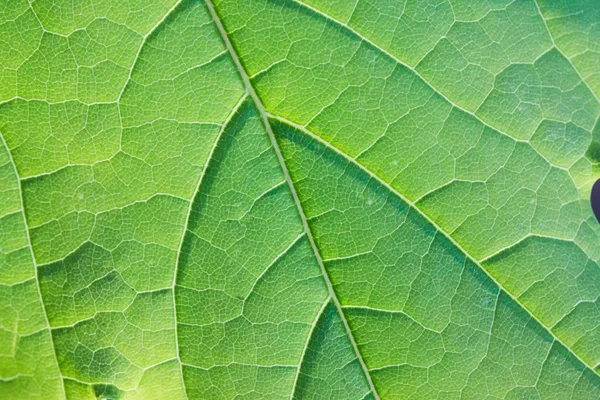 Green Leaf Background Close — Stock Photo, Image