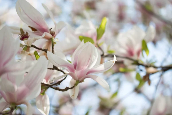 Hermoso Árbol Magnolia Con Flores Rosadas — Foto de Stock