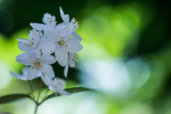 Bellissimi Fiori Bianchi Sfondo — Foto Stock