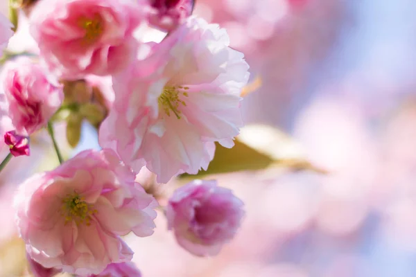 Pembe Çiçek Açan Kiraz Çiçeklerinin Resmini Kapat — Stok fotoğraf