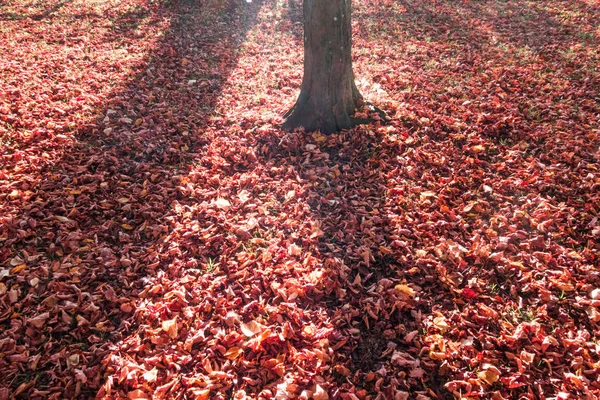 Feuilles Automne Sur Fond Gros Plan — Photo