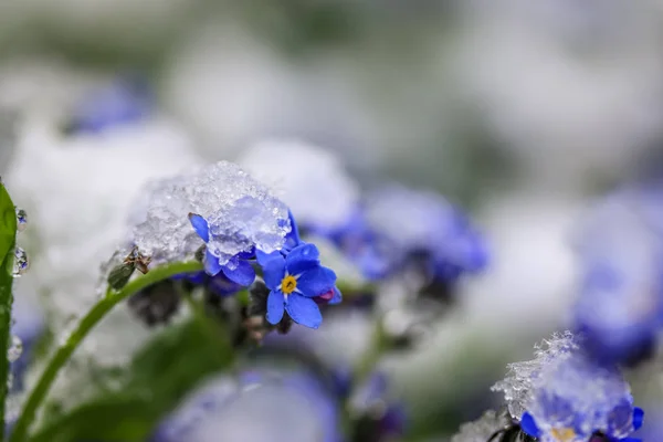 Schöne Blaue Blumen Unter Dem Schnee Auf Dem Hintergrund — Stockfoto