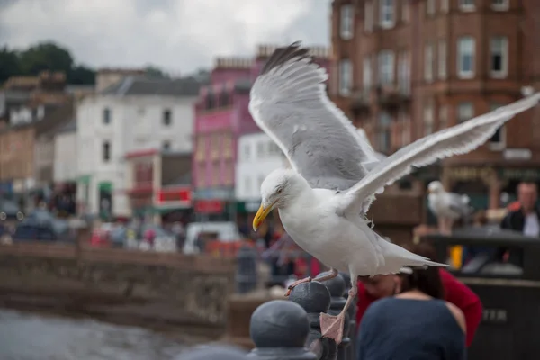 Gaivota Voadora Rua Cidade — Fotografia de Stock