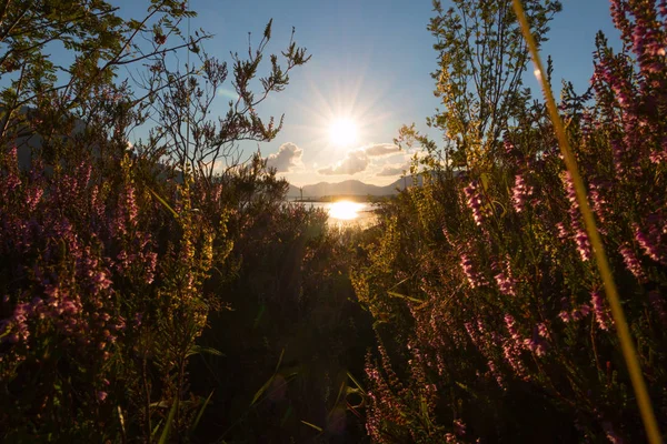 Schöner Sonnenaufgang Den Bergen Mit Blumen — Stockfoto