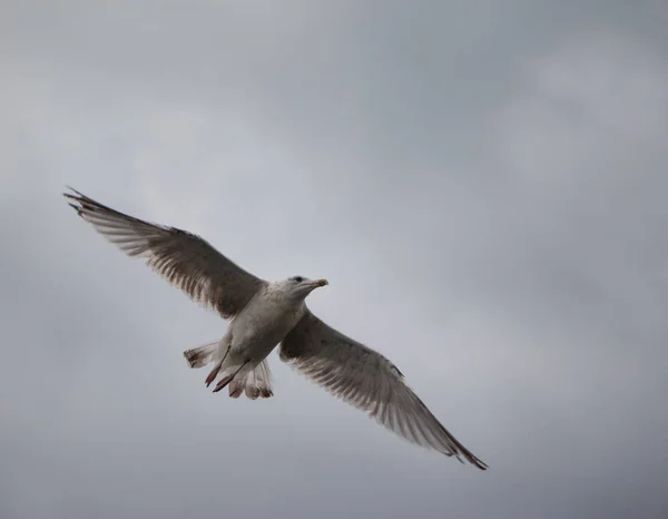 Morski Gull Latający Tle Nieba — Zdjęcie stockowe
