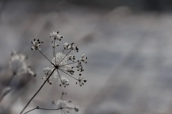 Pflanze Mit Schnee Auf Winterlichem Hintergrund Nahaufnahme — Stockfoto