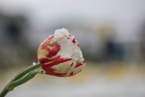 Bela Tulipa Sob Neve Fundo — Fotografia de Stock