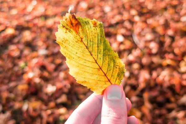 Main Tenant Une Feuille Arbre — Photo