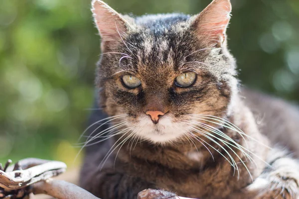 Красивая Кошка Зелеными Глазами — стоковое фото