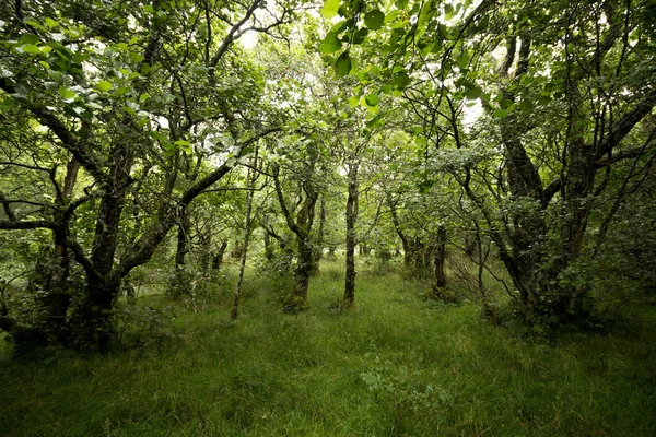 Bella Foresta Con Alberi Verdi — Foto Stock