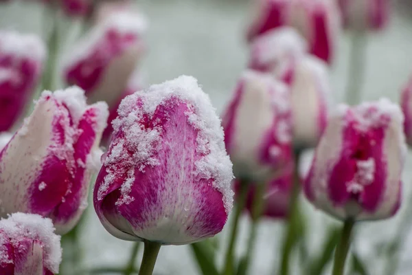 背景下雪地下美丽的郁金香 — 图库照片