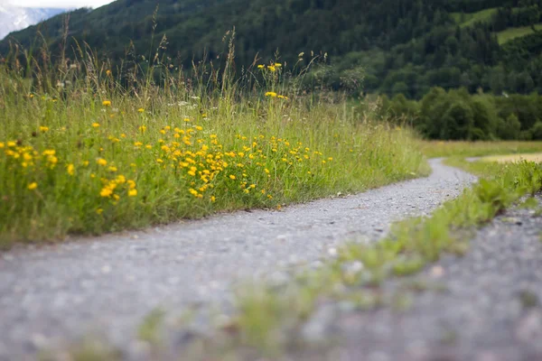 Bela Paisagem Com Flores Árvores — Fotografia de Stock