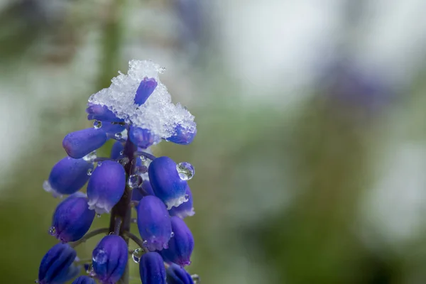 Bellissimi Fiori Blu Sotto Neve Sullo Sfondo — Foto Stock