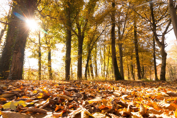 Beautiful forest in autumn, bright sunny day