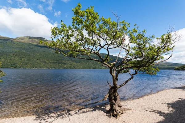 Árvore Praia Fundo Lago — Fotografia de Stock