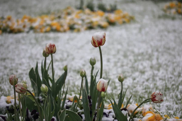背景下雪地下美丽的郁金香 — 图库照片