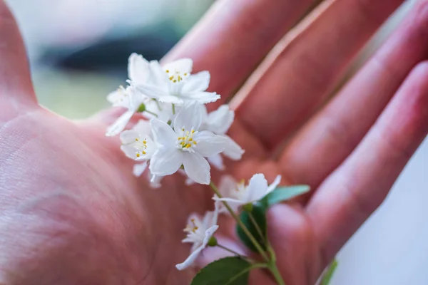 beautiful white  flowers in hand on  background