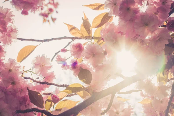 Nahaufnahme Bild Von Rosa Blühenden Kirschblüten — Stockfoto