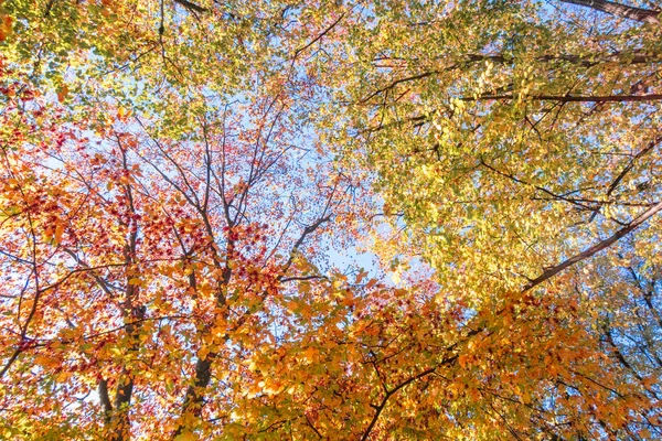 Beautiful Forest Autumn Bright Sunny Day — Stock Photo, Image