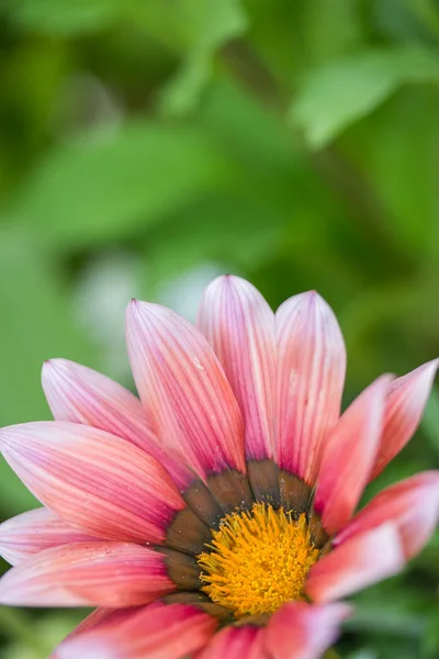 Bela Flor Rosa Fundo Verão — Fotografia de Stock