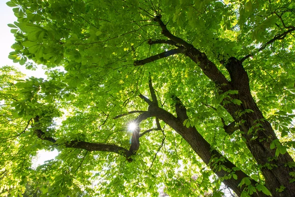 Πράσινα Φύλλα Στο Δέντρο Στο Δάσος — Φωτογραφία Αρχείου