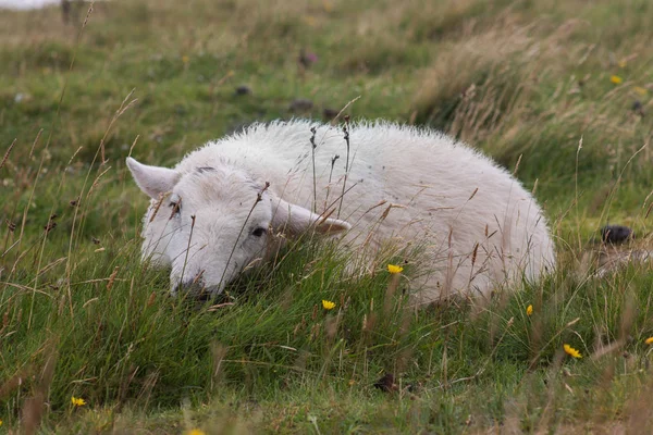 White Sheep Grass Background — 스톡 사진