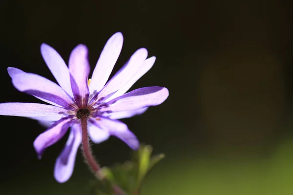 Bela Flor Violeta Sob Neve Fundo — Fotografia de Stock