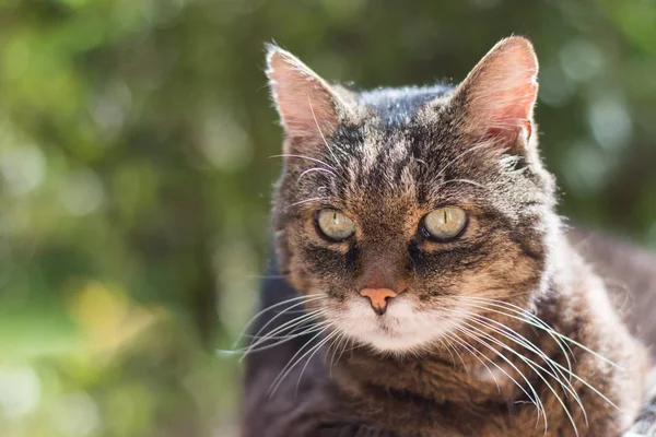 Красивая Серая Кошка Зелеными Глазами — стоковое фото
