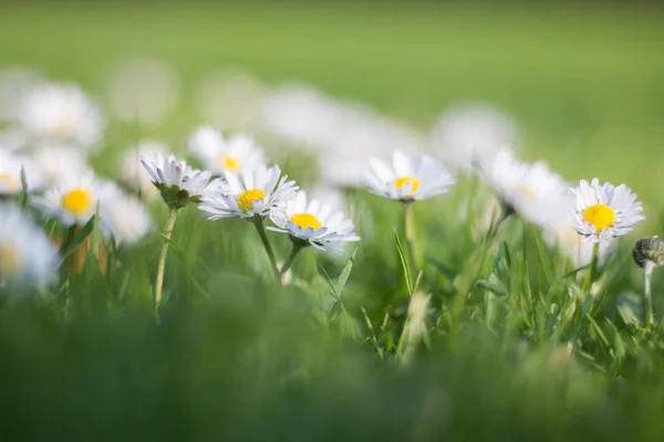 Madeliefje Bloemen Een Groene Weide — Stockfoto