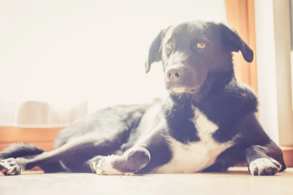 Cão Preto Bonito Está Deitado Chão Relaxante — Fotografia de Stock