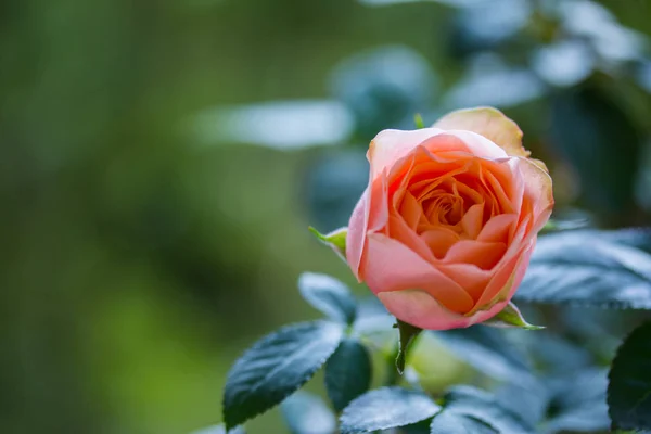 Rote Rose Auf Grünem Hintergrund — Stockfoto