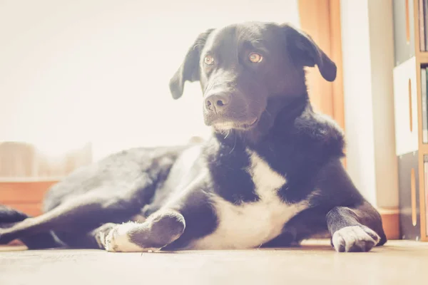Leuke Zwarte Hond Ligt Vloer Ontspant — Stockfoto
